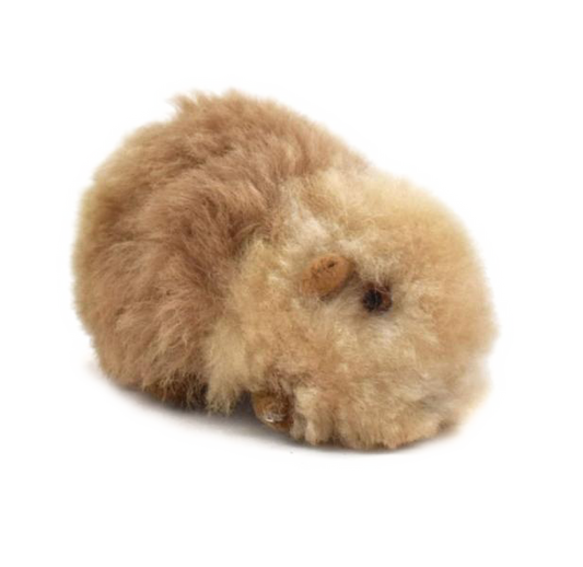SMALL ALPACA GUINEA PIG